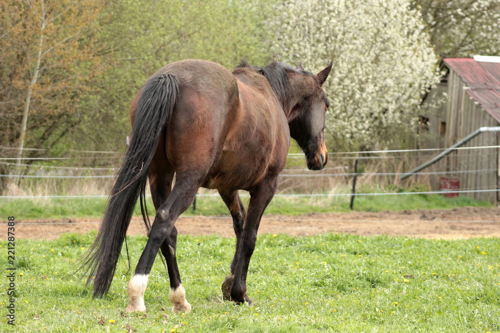 Beauty of a horse Beauty of a horse