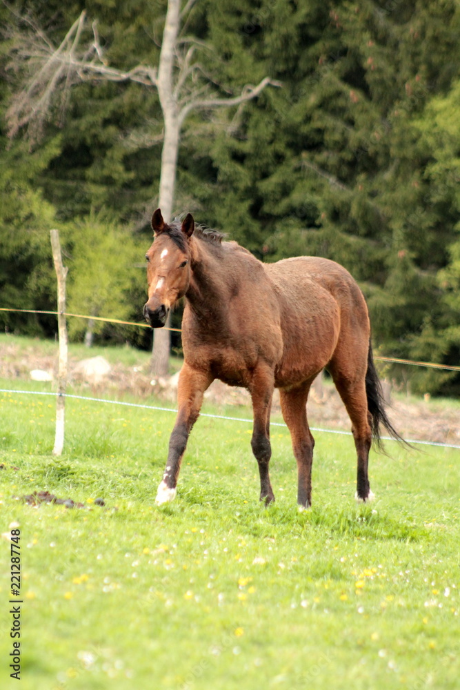 Obraz premium Beauty of a horse