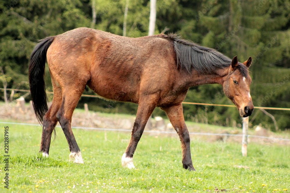 Fototapeta premium Piękno konia