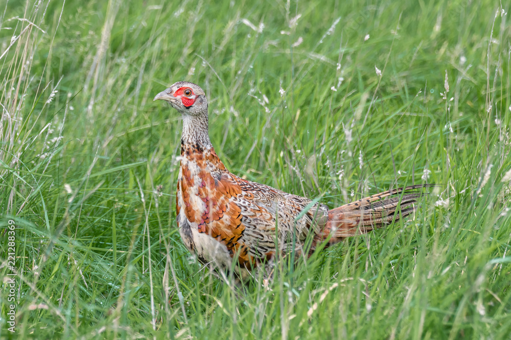 Fototapeta premium Pheasant in Grass