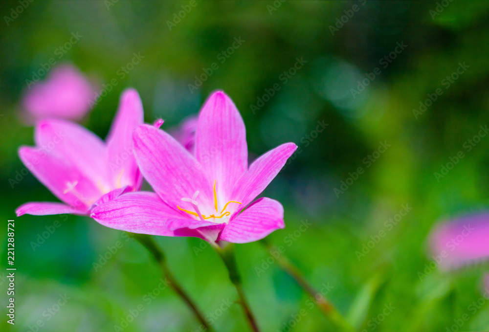 Rain Lilies flower. Tropical flower in Bangkok garden Thailand