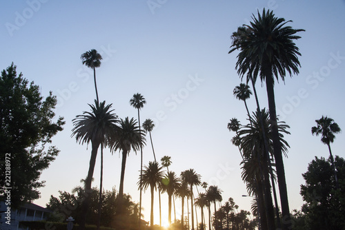 A view of palm trees during sunset in West Hollywood, California in summer time