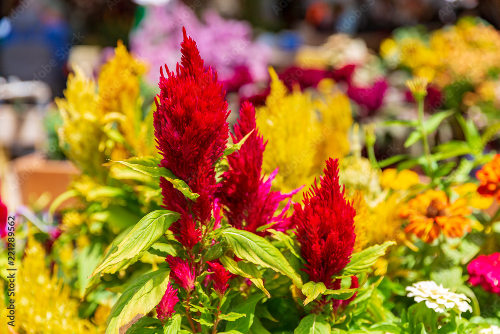 Bush of bright multi-colored celosia flowers
