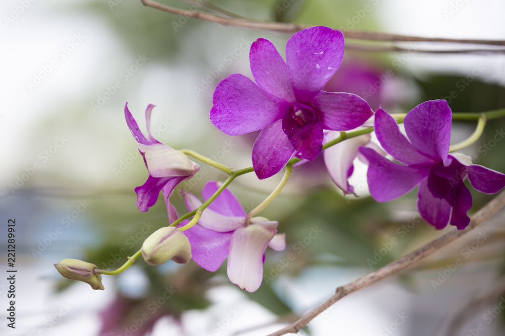 Orchid flower in nature with blurred background. Orchid flower in nature with blurred background.