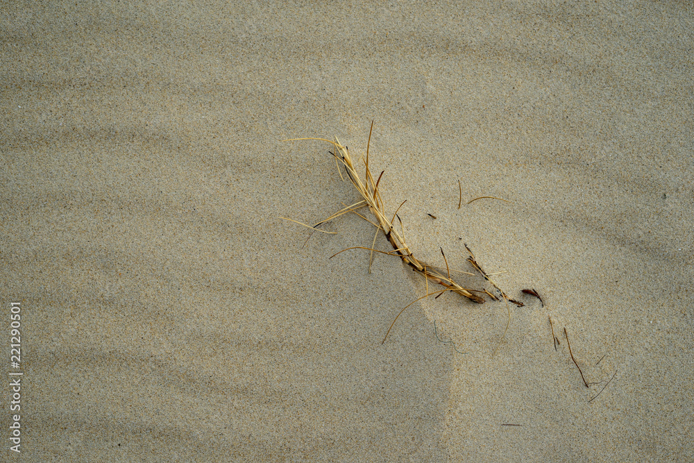Sand background with dry grass Sand background with dry grass