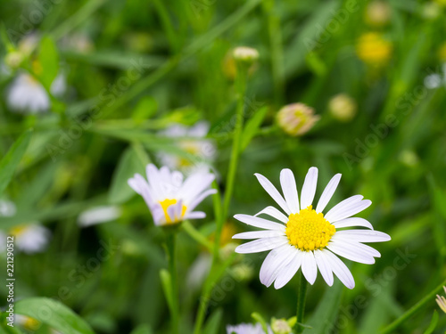 Close up of white daisy flower in thr garden