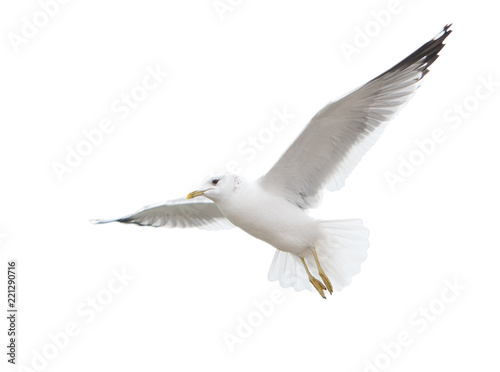 Seagull inhabiting the coast of the Caspian Sea. In flight. Isolated.