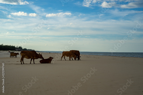 Cows on the sand beach © kuchta