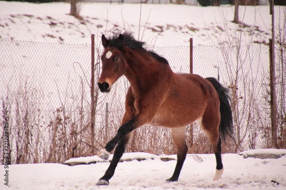 Horse in the snow Horse in the snow