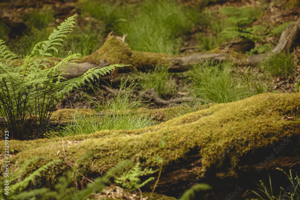 Obraz premium Waldszene mit Farn