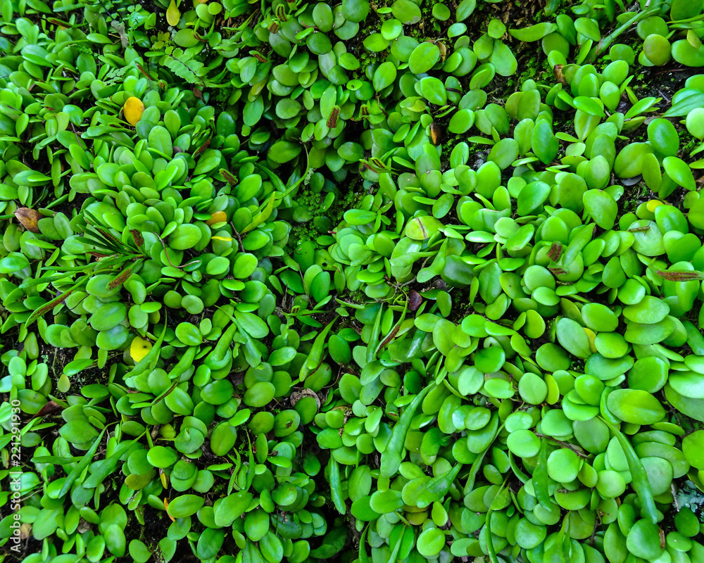 Lemmaphyllum Texture in Japanese Temple Lemmaphyllum Texture in Japanese Temple