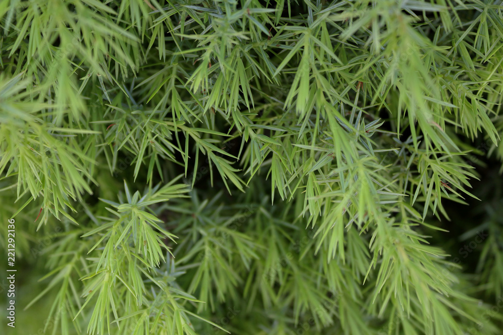 A close view of a young pine tree with vivid needles leaves A close view of a young pine tree with vivid needles leaves