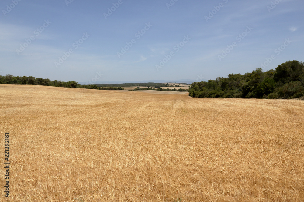 A landscape with a yellow corn field in the Spanish region of Aragon