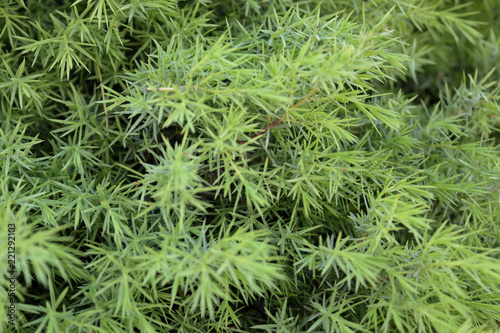 A close view of a young pine tree with vivid needles leaves