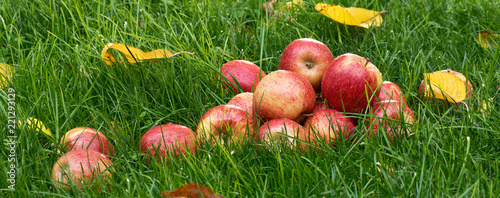Heap of red apples in the garden