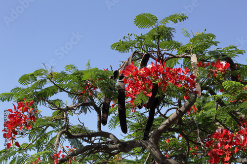 Delonix regia red flowers, branches and leaves with a blue sky as a background in the tropical city of Santa Cruz de Tenerife, Spain photo