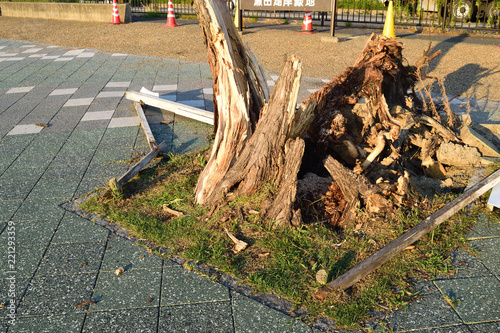 台風被害　樹木の倒壊