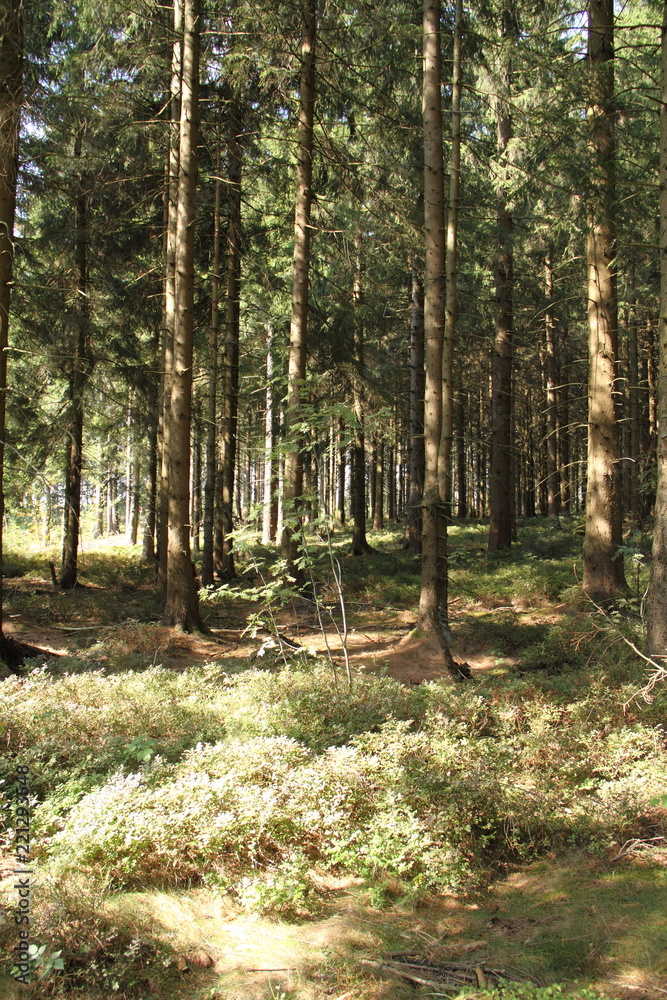 Fototapeta premium dichter Tannenwald im Harz 7