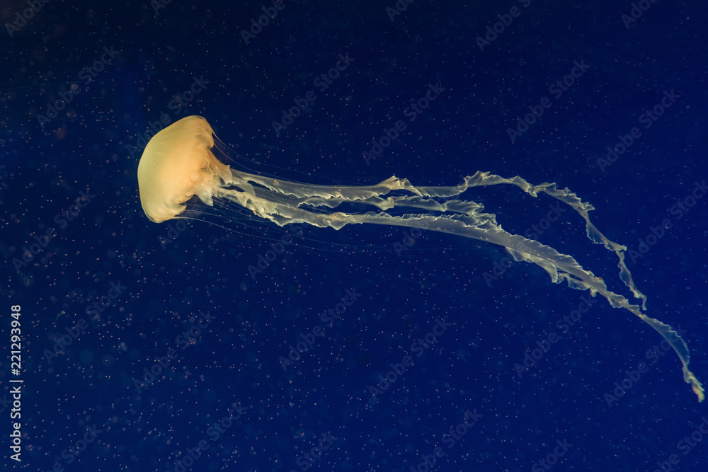 Fototapeta premium jellyfish in the aquarium