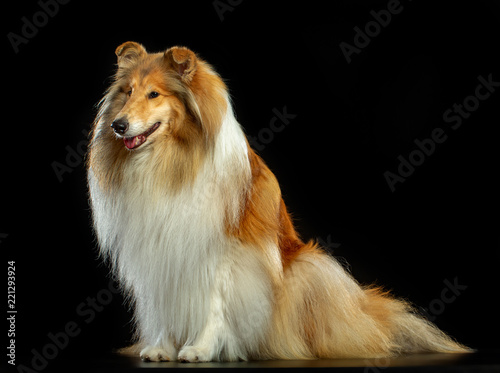 Collie Dog on Isolated Black Background in studio