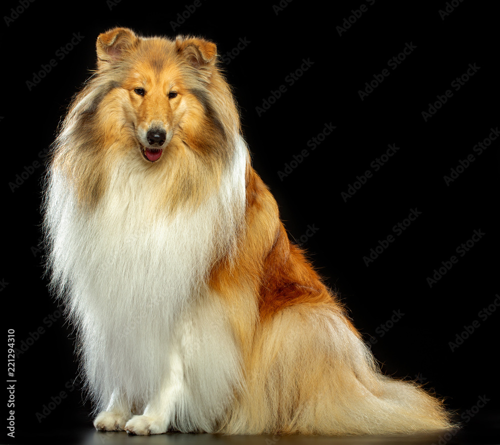 Collie Dog on Isolated Black Background in studio Collie Dog on Isolated Black Background in studio