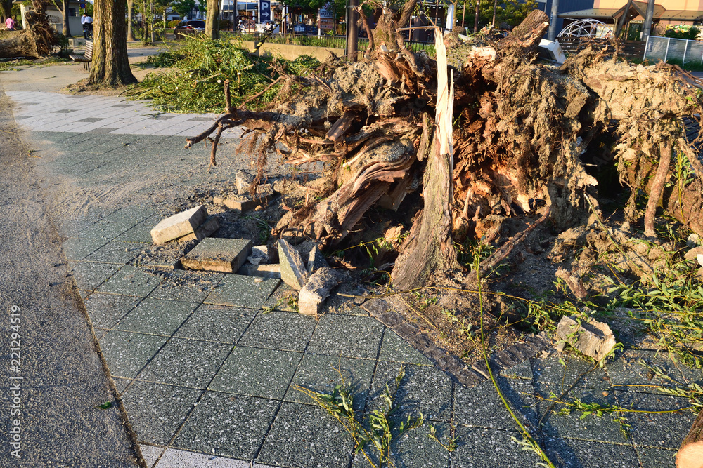 Obraz premium 台風被害 樹木の倒壊
