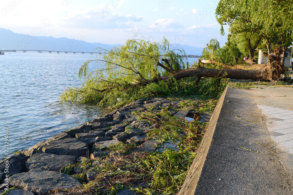 Fototapeta premium 台風被害 樹木の倒壊