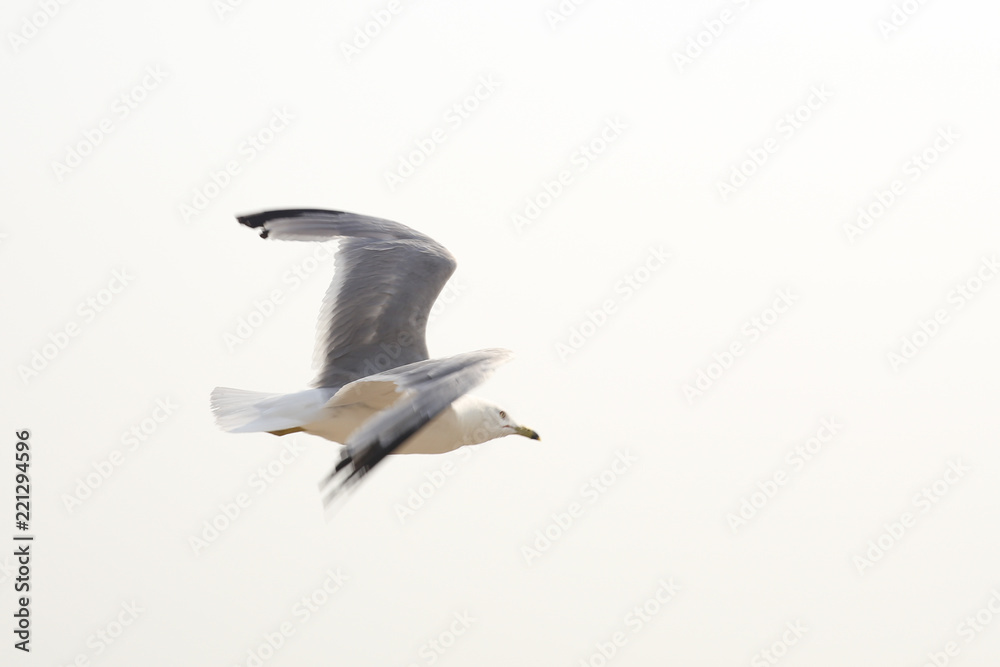 Fototapeta premium Flying seagull. Freedom icon.