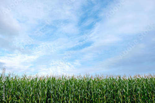 Landscape image of corn field in the farm with blue sky and green nature background