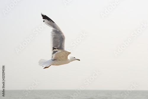 Flying seagull. Freedom icon.