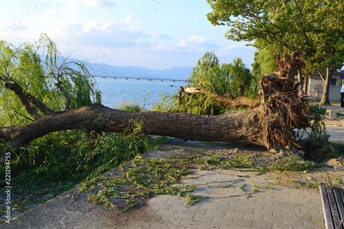 台風被害 樹木の倒壊