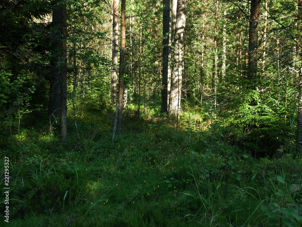 Forest Forest