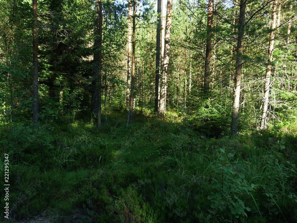 Obraz premium Forest