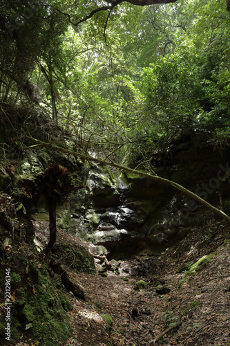 A black rock with a small waterfall in the Lauisilva forest in the Anaga rural park in the Tenerife island  Canaries