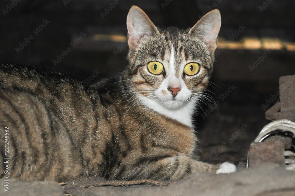 Cat lying on the ground, looking at the camera with yellow big eyes, in the countryside Cat lying on the ground, looking at the camera with yellow big eyes, in the countryside