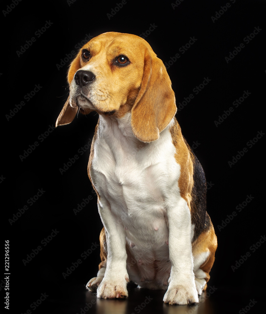 Beagle Dog  Isolated  on Black Background in studio