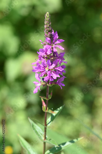 Macro Flowers meadow violet