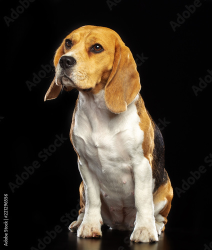 Beagle Dog Isolated on Black Background in studio