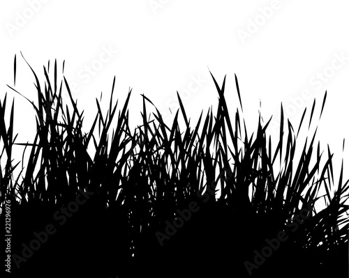 Realistic grass silhouettes from nature (Vector illustration).