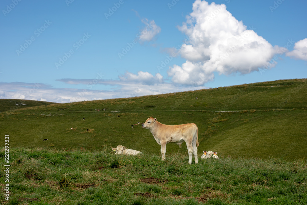 Veal in the meadows Veal in the meadows