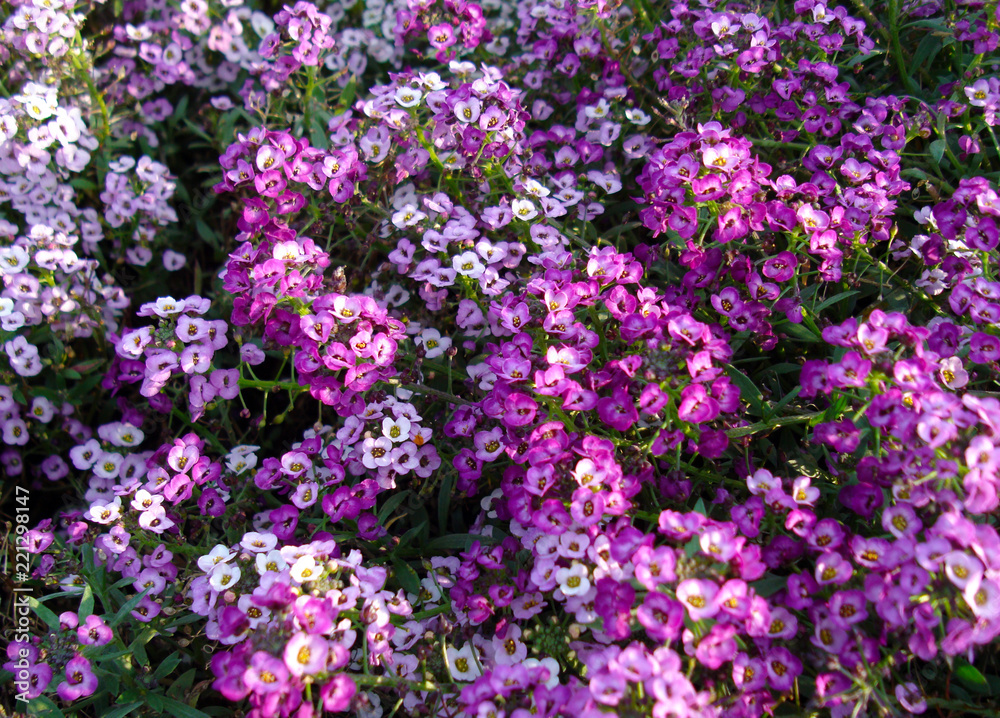 Purple and lilac flowers alyssum on a flower bed in the Park.