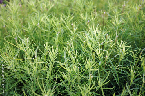 Artemisia absinthe or tarragon in the summer garden.