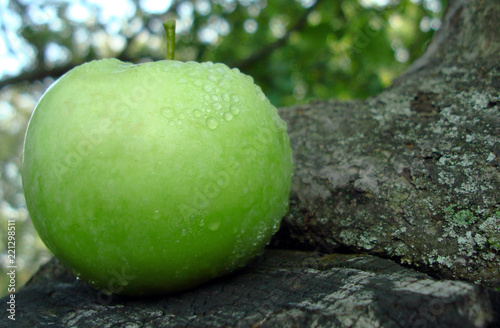 Juicy green apple lie on the tree trunk.