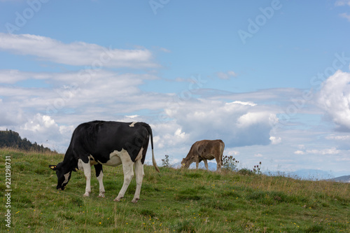 Two cows © luca