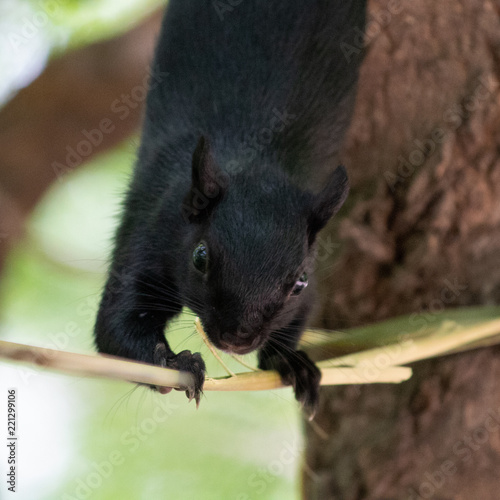 Bajando por las ramas