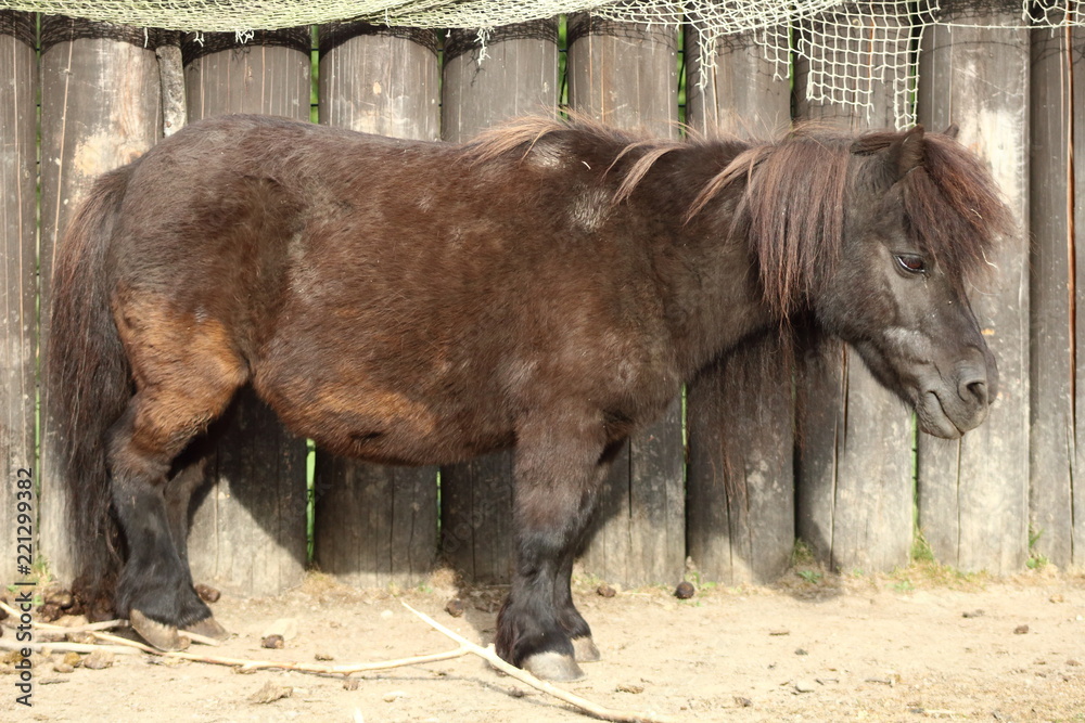 Fototapeta premium Shetland pony