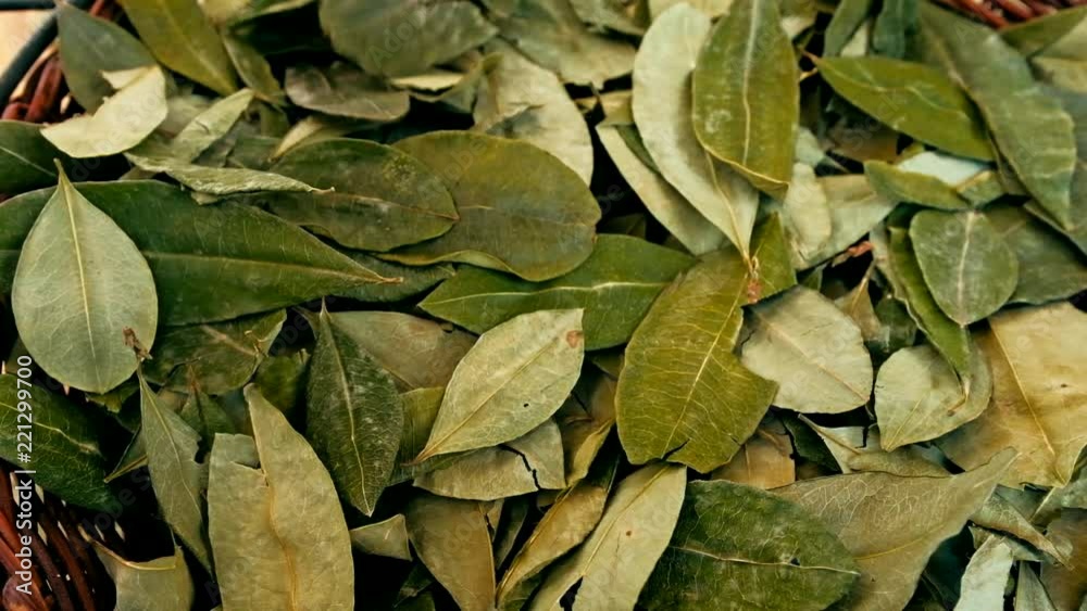 sorting dried coca leafs in a small woven basket sorting dried coca leafs in a small woven basket