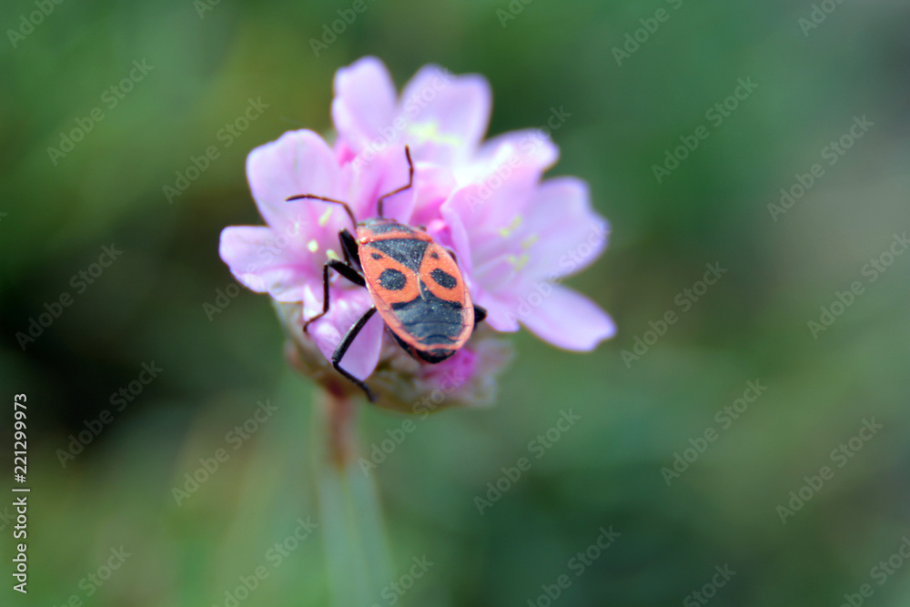 bug red bug red