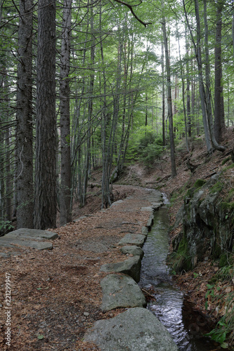 Trail to the Alpe Campra mountain hut, inside the Alps pines and firs forest, with a small water stream digged into the rocks and a protection railing photo