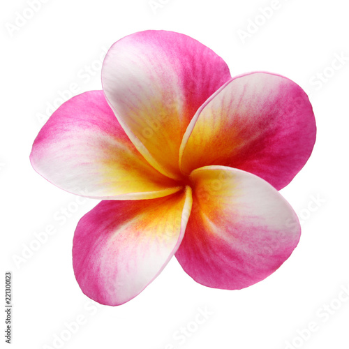 plumeria frangipani flower isolated on white background